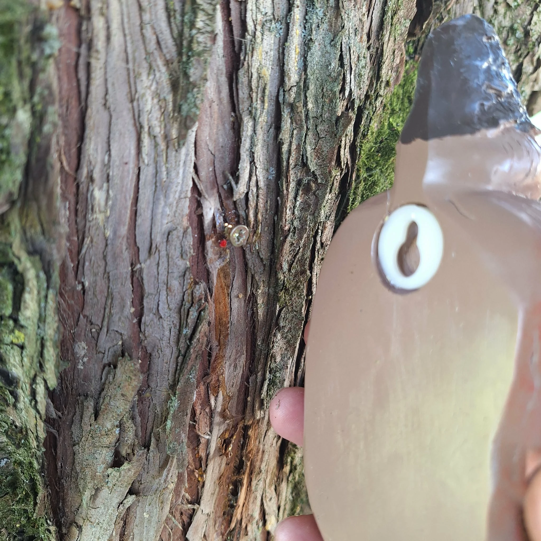 Vogelvoeder voor betoverde bomen – photo 6